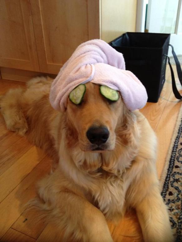 Sophie dog - pamper yourself