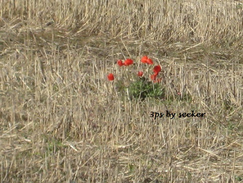 poppies on the field