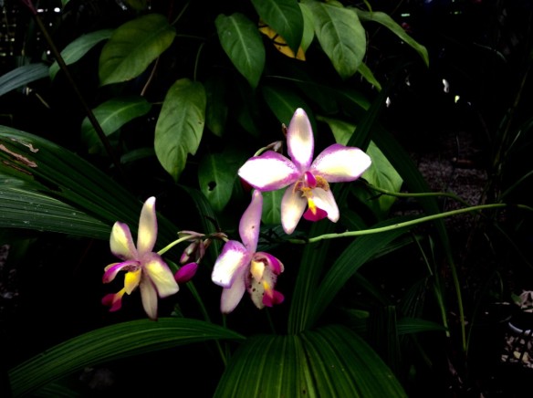 cuban-orchid
